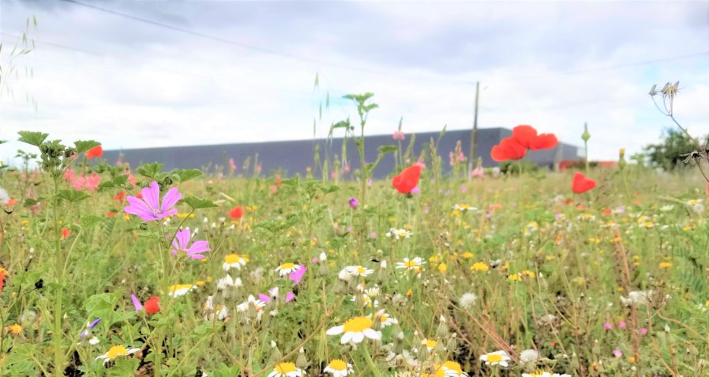 Global Biodiversity Score