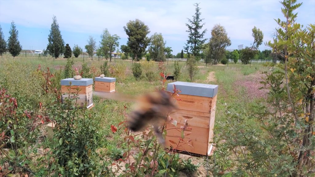 Rucher Abeilles noires